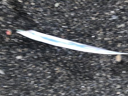 太刀魚みんな釣れてました